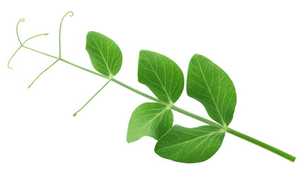 Pea leaf, isolated on white background, full depth of field