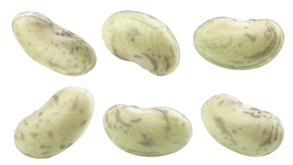 bean, isolated on white background, full depth of field