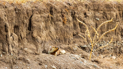 巣穴に逃げ込むマーモット　モンゴル