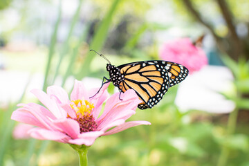 Monarch butterfly on a pink zinnia flower