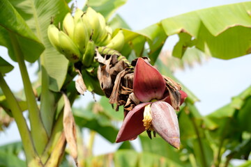 Banana flower - The teardrop-shaped purple flower at the end of the banana fruit cluster in a banana tree is called as banana heart.