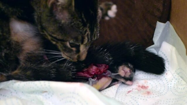 cat giving birth to a kitten. Kitten in an amniotic sac	
