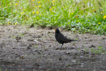 Male eurasian blackbird (Turdus merula) sitting on field in Zurich, Switzerland