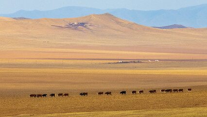 Obraz premium A herd of cows walking across the grassland / Mongolia