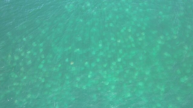 Cardumen de manta rayas en el mar de cortez, baja california sur. m&eacute;xico