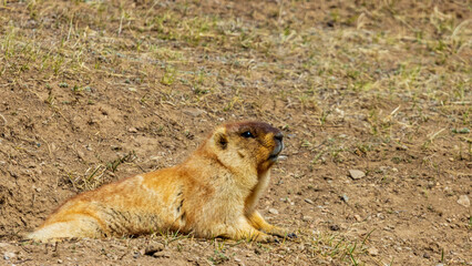 Mongolia / Wildlife / Marmota Sibirica