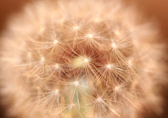 Wild flower blossoming close up taraxacum officinale dandelion blow ball asteraceae family...