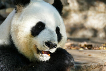Giant panda eating bamboo