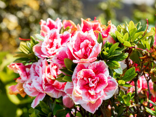 selective focus of azalea flowers in a garden with blurred background