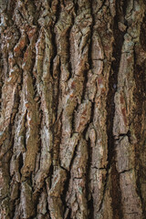 Close up of tree bark texture background.