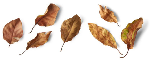 set of dry leaves, dead, dehydrated and discolored fallen leaves, common during fall season, isolated