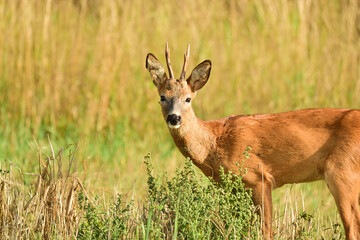A Wild Buck