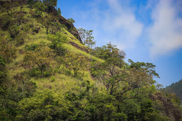 Fototapeta premium Beautiful mountains with different trees and green leaves in the forest
