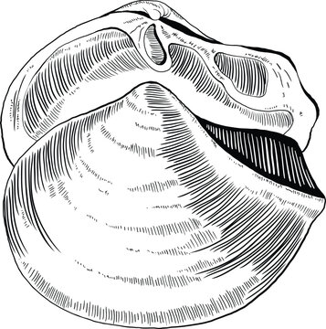Hand drawn illustration of a seashell in black and white, summer tropical vector image for clothing, home decor, cards and templates, scrap booking, post cards, frames.