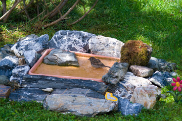 house sparrow in a birdbath at a sunny spring day