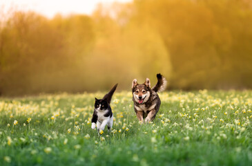 a cat and a dog run merrily through the grass with flowers in a sunny spring meadow - 601417477