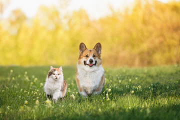 a cat and a corgi dog are sitting in a spring sunny meadow