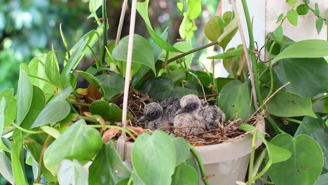 Baby birds in a nest in a hanging basket plant. Baby doves. Baby pigeons sleeping in their nest
