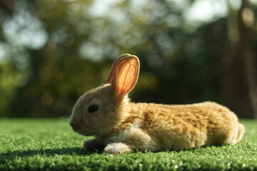 Cute little orange rabbit on green grass with natural bokeh background in morning