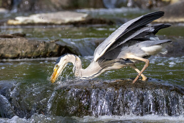 grey heron fishing