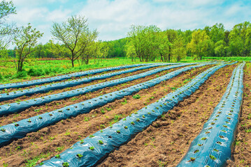 Rows of strawberry on ground covered by plastic mulch film in agriculture organic farming....