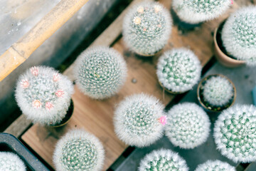 A beautiful pink cactus flower in a pot.