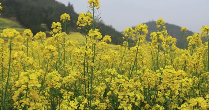 Aerial footage of yellow cole flowers flowering at countryside, Yunnan province,China