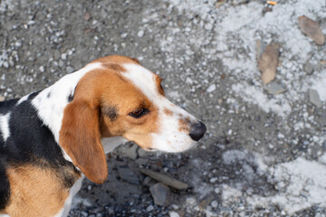 Portet lonely thoroughbred beagle dog in close-up. Homeless street animals. 