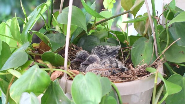 Baby birds in a nest in a hanging basket plant. Baby doves. Baby pigeons sleeping in their nest