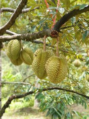 fruit on tree