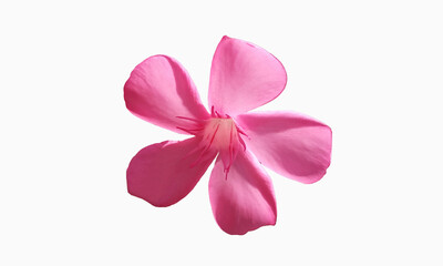 Close up, Single pink color flower blossom blooming isolated on white background for stock photo,...