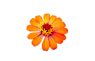 Close up, Single light orange color zinnia flower blossom blooming isolated on white background for stock photo, house plants, spring floral