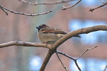 House sparrow (Passer domesticus). The house sparrow is associated with human habitations, and can live in urban or rural settings.