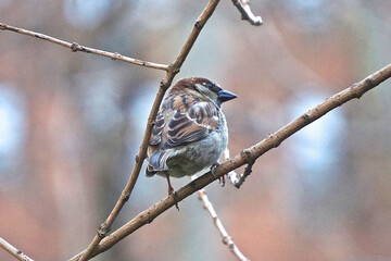 House sparrow (Passer domesticus). The house sparrow is associated with human habitations, and can live in urban or rural settings.