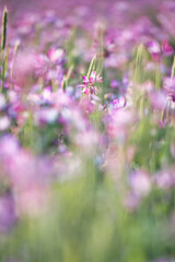 可愛いピンク色が満開のれんげ畑