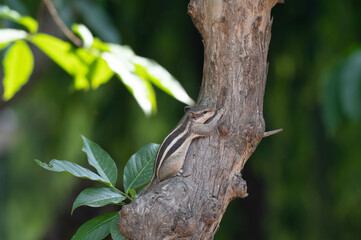 Chipmunk on a tree in one fo the New Delhi's park