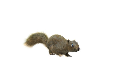 Squirrel with fluffy Fur in standing or jump pose isolated on transparent background. Closeup shot of Ground squirrel isolated on transparent background.  3d character Animal Concept. Camera perspecti