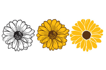 Sunflower vector illustration. Hand drawing  floral doodles. Modern botanical art for cards, invitations and product design.