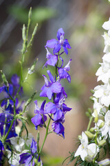 Flores de jardín
