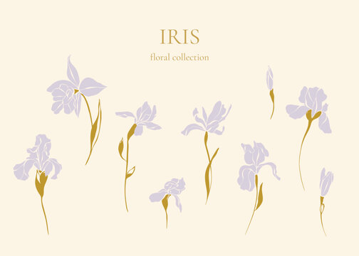 Set of modern iris flowers isolated on light background. Hand-sketched botanical elements for invitation or greeting card. Elegant vector flowers