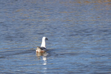 Fototapeta na wymiar Seagull swims in calm waters of a lagoon