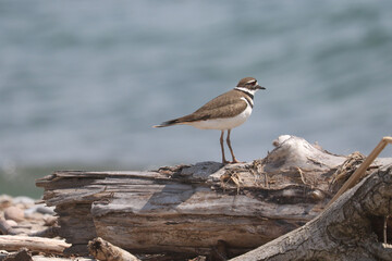 Killdeer by shoreline hunting for food on bright spring sunny day