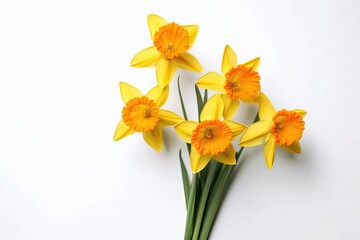 Obraz premium daffodils on white