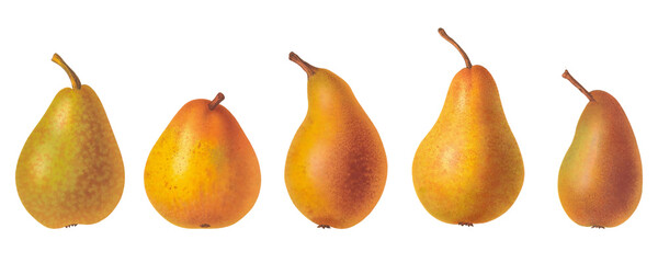 Set of Yellow Pear Botanical Illustrations on Isolated Background