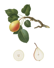 Vintage Botanical Illustration Pear (Pyrus regalis) on a Transparent Background