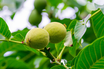 Walnuts on a tree branch ripen in August