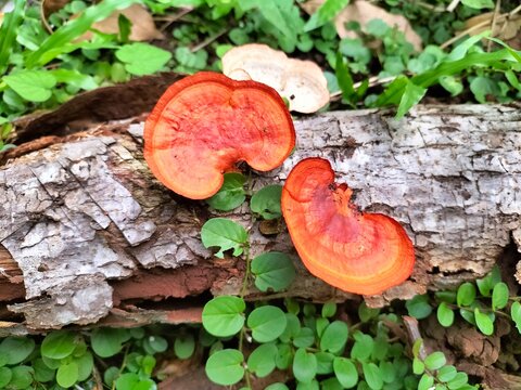 Pycnoporus sanguineus, or wood fungus, is a fungus that grows on dead wood.