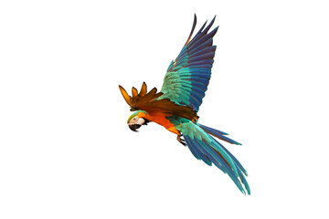 Colorful Blue and gold macaw parrot flying isolated on transparent background png file