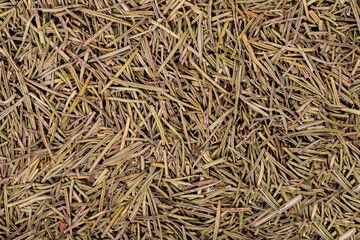 Dried rosemary spice background. Spices concept. Dry seasoning rosemary. Spices and herbs for cooking. Top view