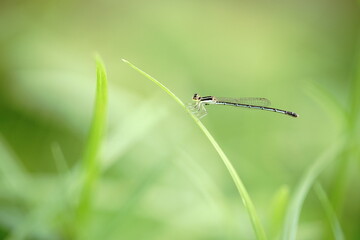 Ceriagrion cerinorubellum Found in the vegetable plot.
